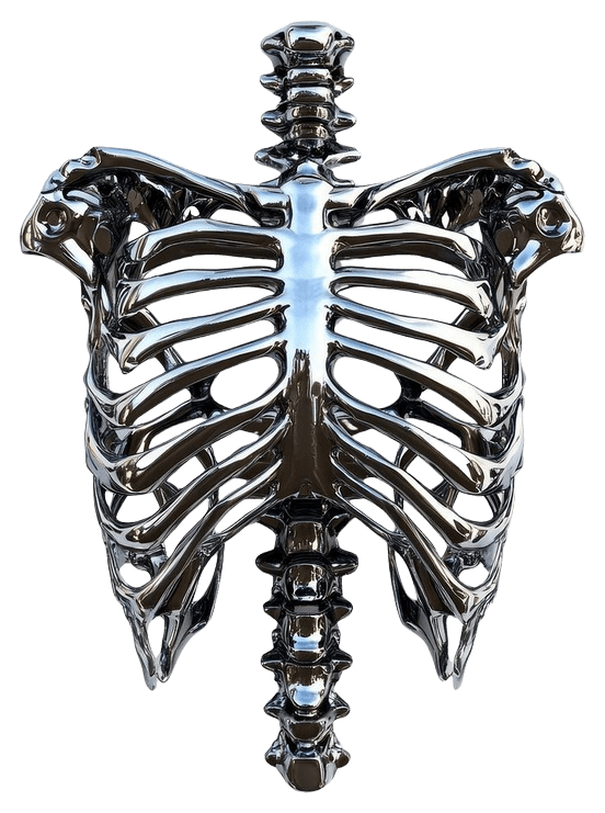 ribs